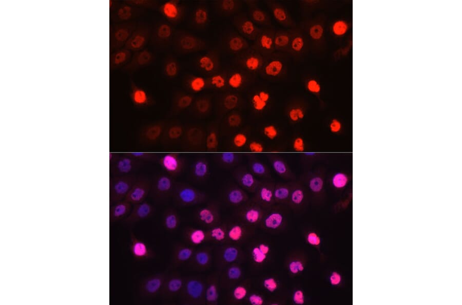 Immunofluorescence - Anti-EN1/Engrailed 1 Antibody (A306431) - Antibodies.com