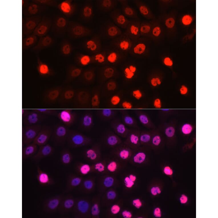 Immunofluorescence - Anti-EN1/Engrailed 1 Antibody (A306431) - Antibodies.com