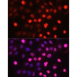Immunofluorescence - Anti-EN1/Engrailed 1 Antibody (A306431) - Antibodies.com
