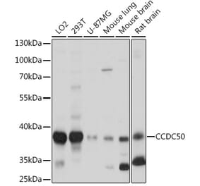 Western Blot - Anti-CCDC50 Antibody (A306434) - Antibodies.com
