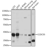 Western Blot - Anti-CCDC50 Antibody (A306434) - Antibodies.com