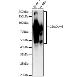 Western Blot - Anti-CEACAM6 Antibody [ARC54333] (A306437) - Antibodies.com