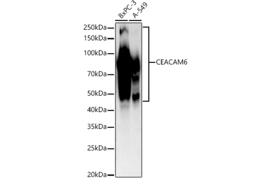 Western Blot - Anti-CEACAM6 Antibody [ARC54333] (A306437) - Antibodies.com
