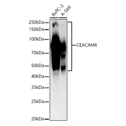 Western Blot - Anti-CEACAM6 Antibody [ARC54333] (A306437) - Antibodies.com
