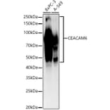 Western Blot - Anti-CEACAM6 Antibody [ARC54333] (A306437) - Antibodies.com