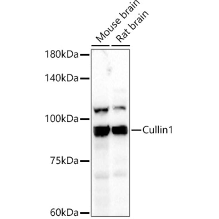 Western Blot - Anti-Cullin 1/CUL-1 Antibody (A306441) - Antibodies.com