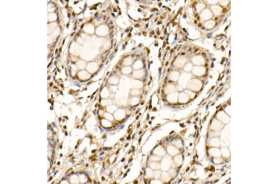 Immunohistochemistry - Anti-Cullin 1/CUL-1 Antibody (A306441) - Antibodies.com