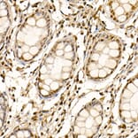 Immunohistochemistry - Anti-Cullin 1/CUL-1 Antibody (A306441) - Antibodies.com