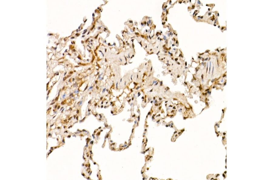 Immunohistochemistry - Anti-Cullin 1/CUL-1 Antibody (A306441) - Antibodies.com