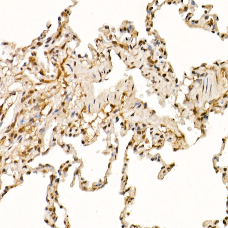 Immunohistochemistry - Anti-Cullin 1/CUL-1 Antibody (A306441) - Antibodies.com