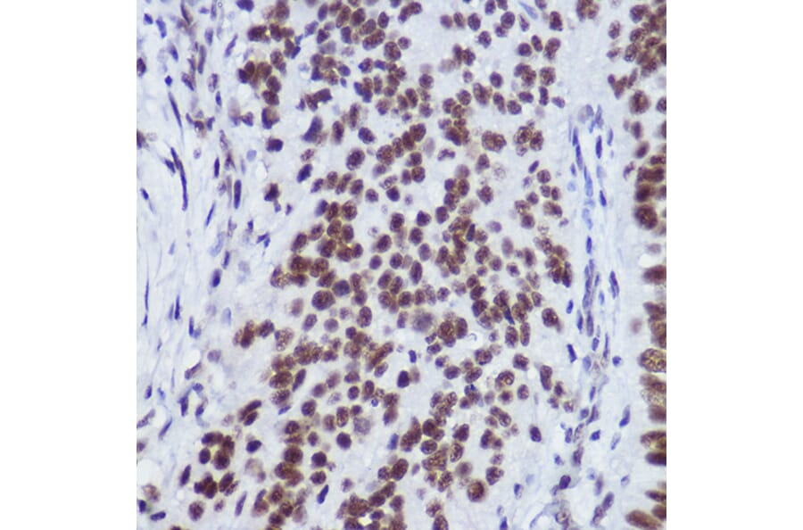 Immunohistochemistry - Anti-USP39 Antibody [ARC2588] (A306442) - Antibodies.com