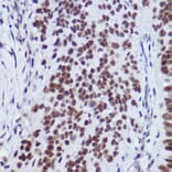 Immunohistochemistry - Anti-USP39 Antibody [ARC2588] (A306442) - Antibodies.com