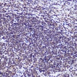 Immunohistochemistry - Anti-USP39 Antibody [ARC2588] (A306442) - Antibodies.com