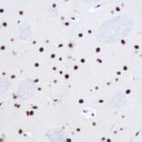 Immunohistochemistry - Anti-USP39 Antibody [ARC2588] (A306442) - Antibodies.com