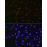 Immunofluorescence - Anti-USP39 Antibody [ARC2588] (A306442) - Antibodies.com
