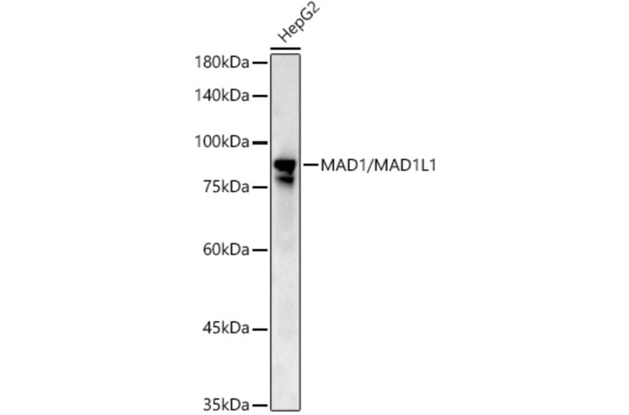 Western Blot - Anti-MAD1L1/MAD1 Antibody (A306444) - Antibodies.com