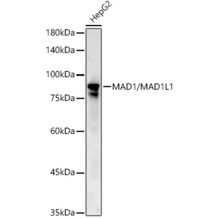 Western Blot - Anti-MAD1L1/MAD1 Antibody (A306444) - Antibodies.com