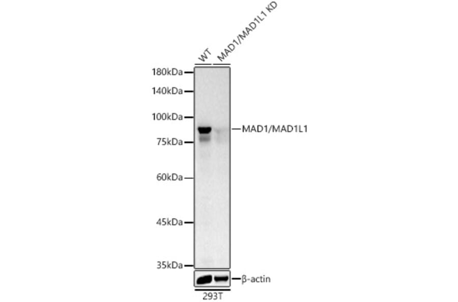 Western Blot - Anti-MAD1L1/MAD1 Antibody (A306444) - Antibodies.com