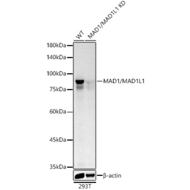 Western Blot - Anti-MAD1L1/MAD1 Antibody (A306444) - Antibodies.com