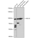 Western Blot - Anti-NOL10 Antibody (A306445) - Antibodies.com