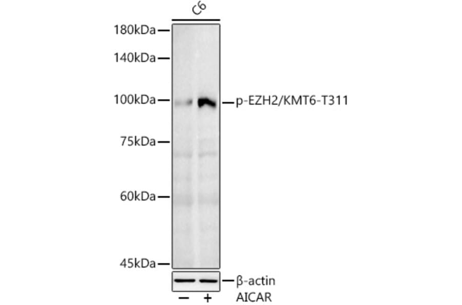 Western Blot - Anti-EZH2 (phospho Thr311) Antibody (A306446) - Antibodies.com