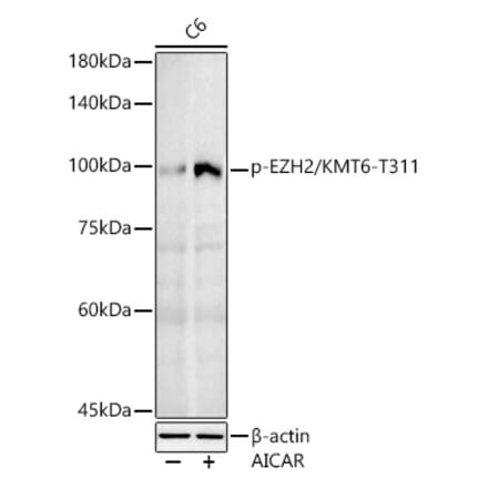 Western Blot - Anti-EZH2 (phospho Thr311) Antibody (A306446) - Antibodies.com