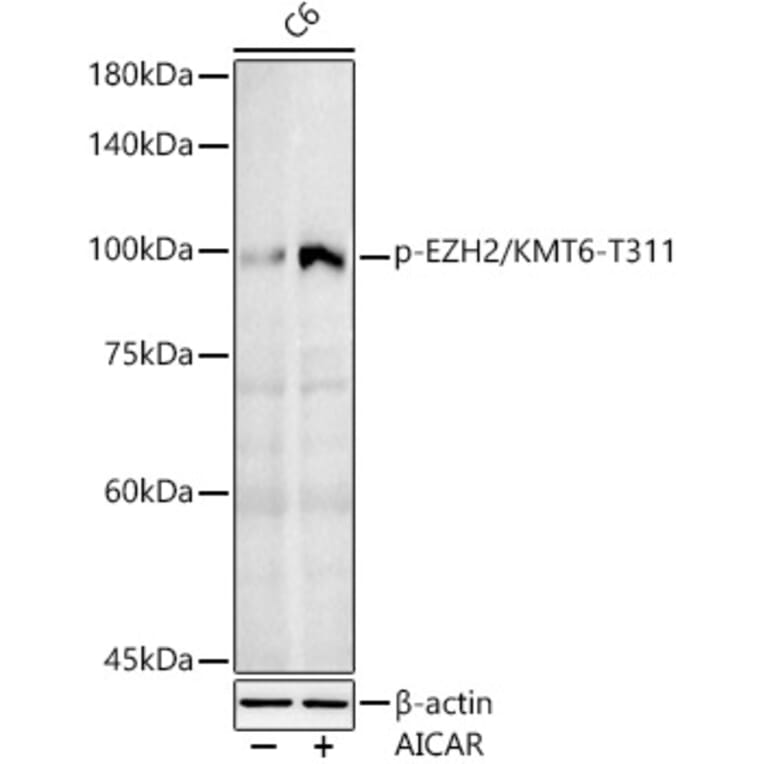 Western Blot - Anti-EZH2 (phospho Thr311) Antibody (A306446) - Antibodies.com