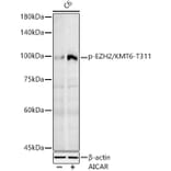 Western Blot - Anti-EZH2 (phospho Thr311) Antibody (A306446) - Antibodies.com