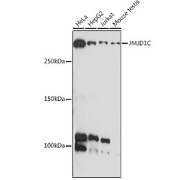 Western Blot - Anti-JMJD1C Antibody (A306447) - Antibodies.com