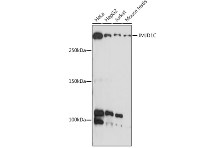 Western Blot - Anti-JMJD1C Antibody (A306447) - Antibodies.com