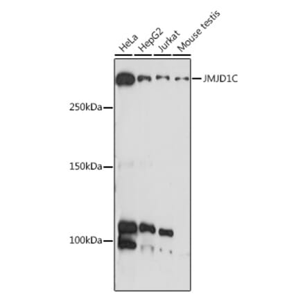 Western Blot - Anti-JMJD1C Antibody (A306447) - Antibodies.com