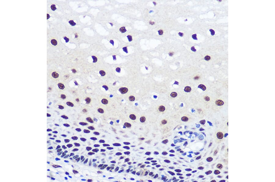 Immunohistochemistry - Anti-JMJD1C Antibody (A306447) - Antibodies.com
