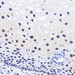 Immunohistochemistry - Anti-JMJD1C Antibody (A306447) - Antibodies.com
