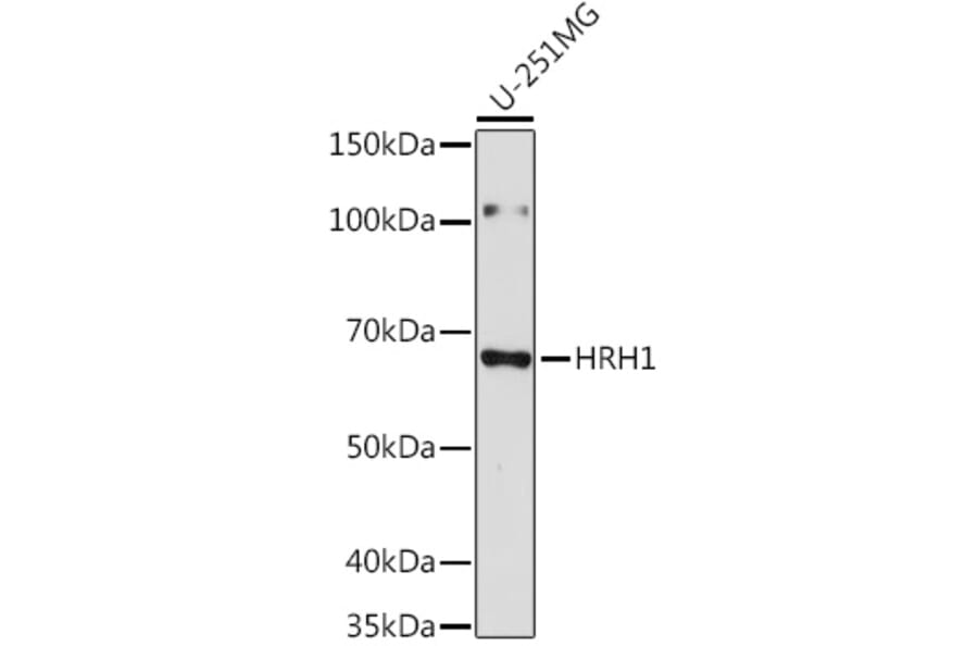 Western Blot - Anti-HRH1/H1R Antibody (A306448) - Antibodies.com