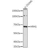 Western Blot - Anti-HRH1/H1R Antibody (A306448) - Antibodies.com