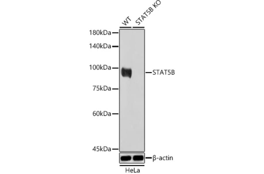 Western Blot - Anti-STAT5 Antibody (A306449) - Antibodies.com