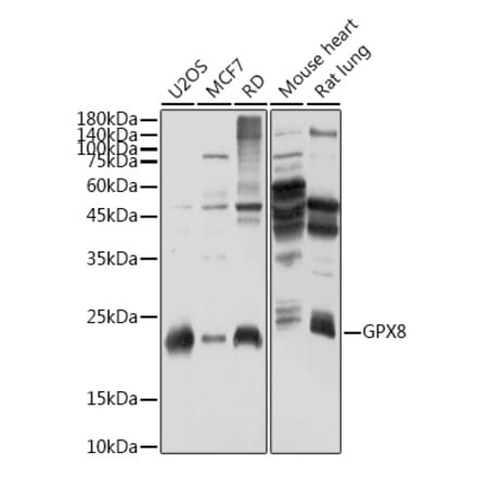 Western Blot - Anti-GPX8 Antibody (A306450) - Antibodies.com