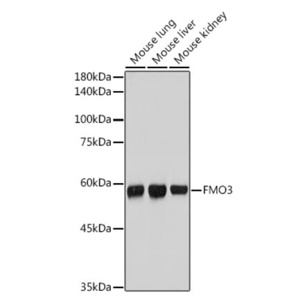 Western Blot - Anti-FMO3 Antibody [ARC2377] (A306452) - Antibodies.com