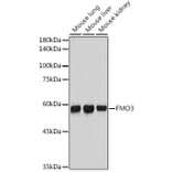 Western Blot - Anti-FMO3 Antibody [ARC2377] (A306452) - Antibodies.com