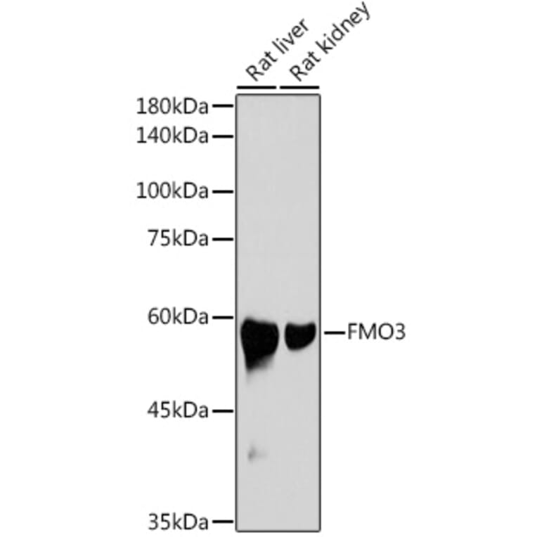 Western Blot - Anti-FMO3 Antibody [ARC2377] (A306452) - Antibodies.com