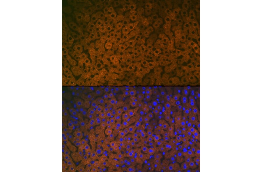 Immunofluorescence - Anti-FMO3 Antibody [ARC2377] (A306452) - Antibodies.com