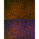 Immunofluorescence - Anti-FMO3 Antibody [ARC2377] (A306452) - Antibodies.com