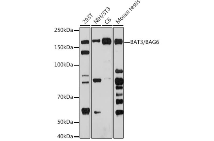 Western Blot - Anti-BAT3/BAG-6 Antibody [ARC2389] (A306454) - Antibodies.com