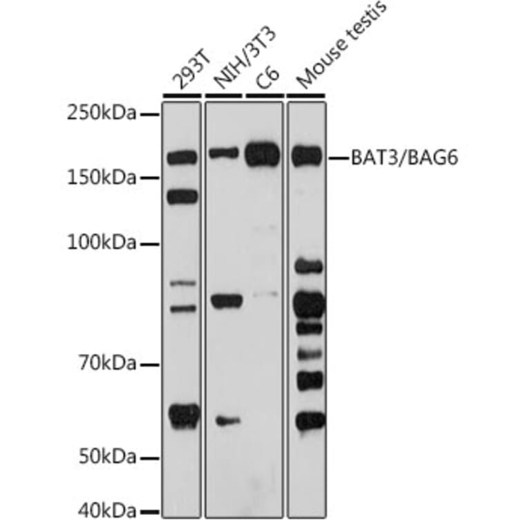 Western Blot - Anti-BAT3/BAG-6 Antibody [ARC2389] (A306454) - Antibodies.com