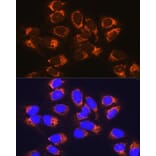 Immunofluorescence - Anti-RCN1/RCN Antibody (A306458) - Antibodies.com
