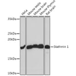 Western Blot - Anti-Stathmin 1 Antibody [ARC0989] (A306459) - Antibodies.com