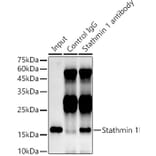 Western Blot - Anti-Stathmin 1 Antibody [ARC0989] (A306459) - Antibodies.com