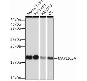 Western Blot - Anti-MAP1LC3A Antibody [ARC0319] (A306460) - Antibodies.com