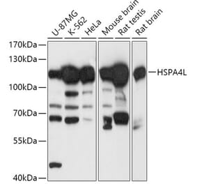 Western Blot - Anti-HSPA4L Antibody (A306461) - Antibodies.com