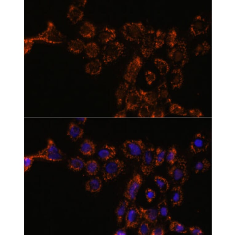 Immunofluorescence - Anti-HSPA4L Antibody (A306461) - Antibodies.com